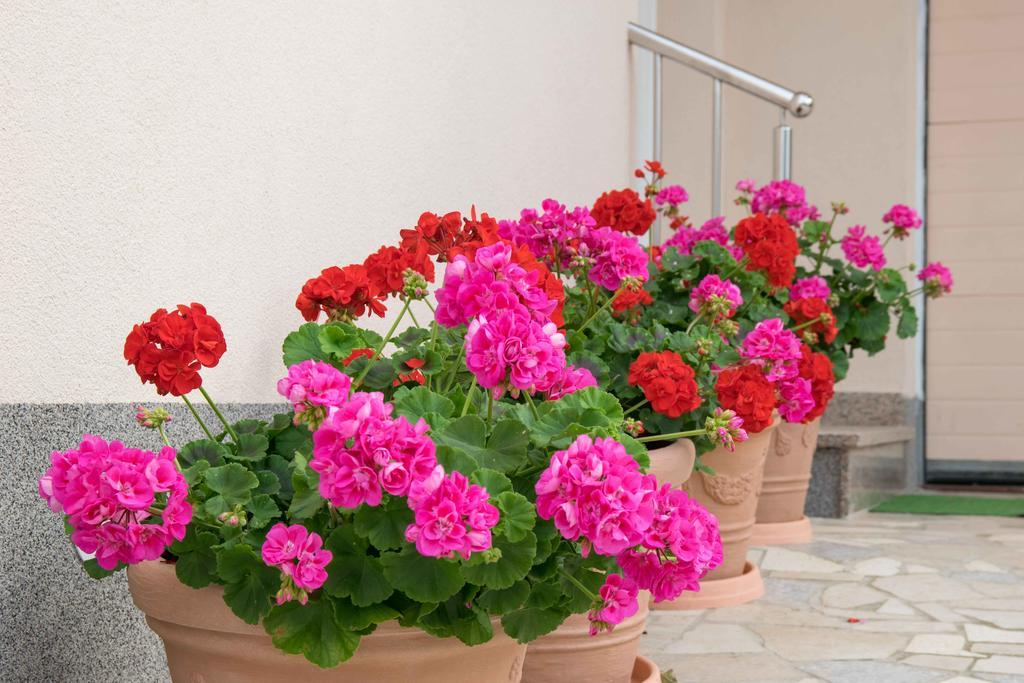 Apartments Hortensia Пула Екстериор снимка